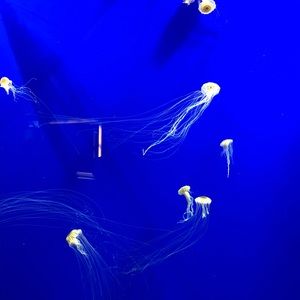 Meet your Posher, Anu